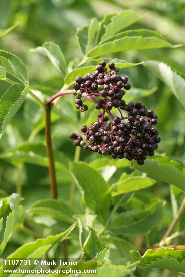 Sambucus racemosa var. melanocarpa