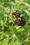 Black Elderberry fruit & foliage