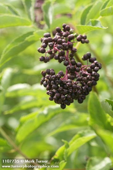 Sambucus racemosa var. melanocarpa