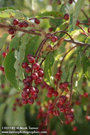 Prunus virginiana