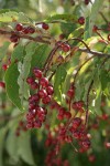 Chokecherry immature fruit & foliage