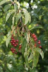 Chokecherry immature fruit & foliage