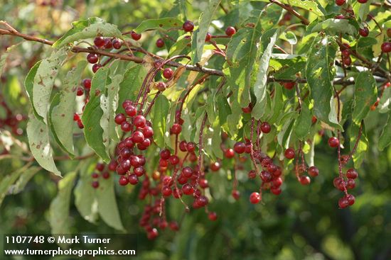 Prunus virginiana