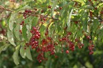 Chokecherry immature fruit & foliage