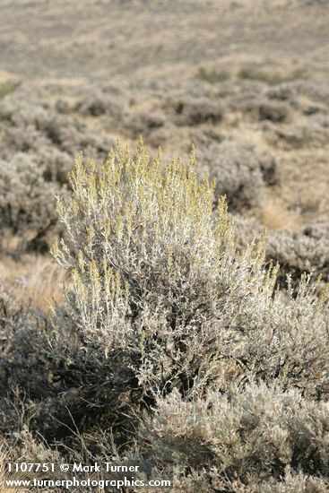 Artemisia tridentata