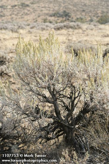 Artemisia tridentata