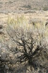 Big Sagebrush in flower