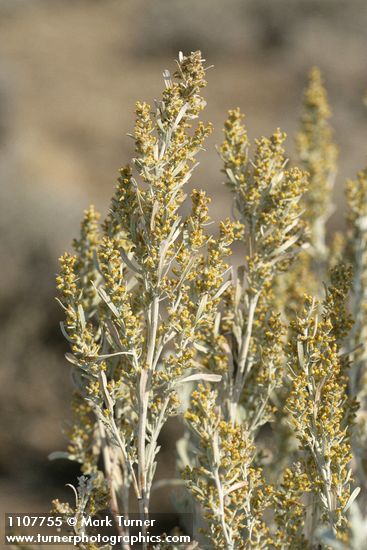 Artemisia tridentata