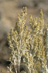 Big Sagebrush blossoms & foliage