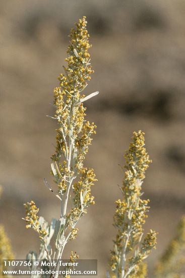 Artemisia tridentata