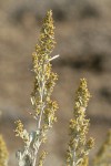 Big Sagebrush blossoms & foliage