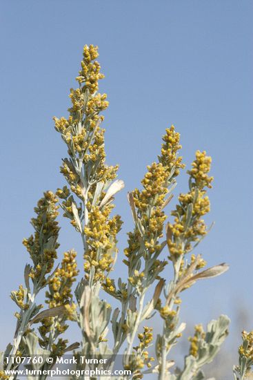 Artemisia tridentata