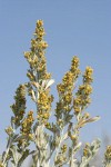 Big Sagebrush blossoms & foliage against blue sky