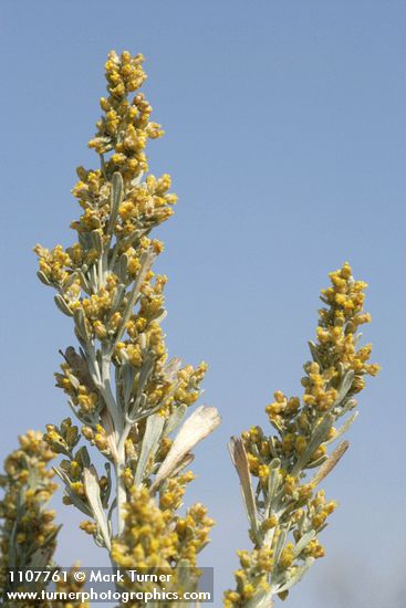 Artemisia tridentata