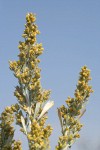 Big Sagebrush blossoms & foliage against blue sky