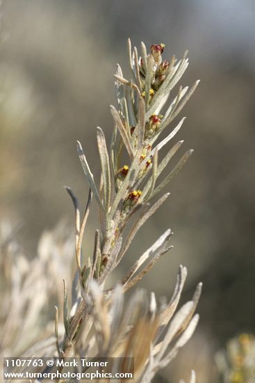 Artemisia rigida