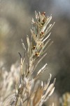 Stiff Sagebrush blossoms & foliage