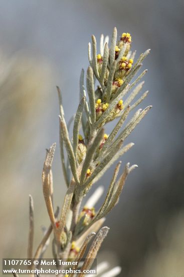 Artemisia rigida