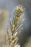 Stiff Sagebrush blossoms & foliage