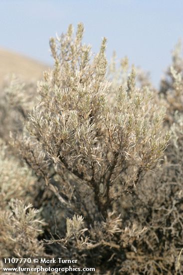 Artemisia rigida