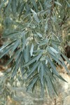 Russian Olive fruit & foliage