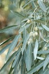 Russian Olive fruit & foliage