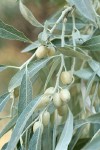 Russian Olive fruit & foliage detail