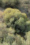 Gray Rabbitbrush