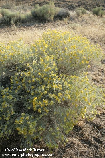 Ericameria nauseosa