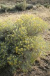 Gray Rabbitbrush