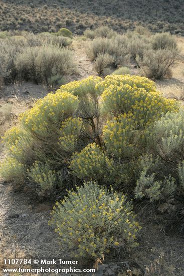 Ericameria nauseosa