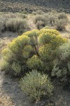 Gray Rabbitbrush