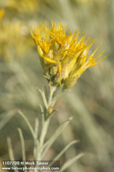 Ericameria nauseosa