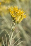 Gray Rabbitbrush blossoms & foliage detail