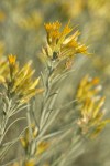 Gray Rabbitbrush blossoms & foliage detail