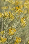 Gray Rabbitbrush blossoms & foliage