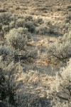 Big Sagebrush among dry grasses