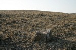 Stiff Sagebrush among dry grasses w/ lichen-covered basalt boulder