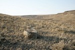 Stiff Sagebrush among dry grasses w/ lichen-covered basalt boulder