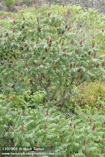 Rhus glabra