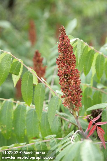 Rhus glabra