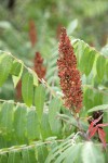 Smooth Sumac fruit & foliage