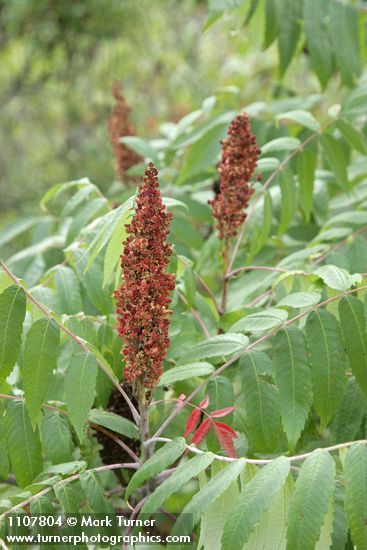 Rhus glabra