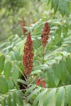 Smooth Sumac fruit & foliage