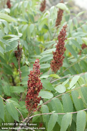 Rhus glabra