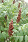 Smooth Sumac fruit & foliage