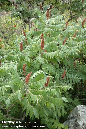 Rhus glabra