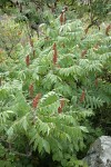 Smooth Sumac