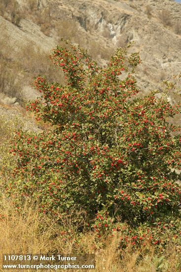 Crataegus macracantha var. occidentalis