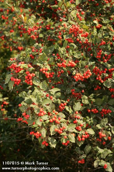 Crataegus macracantha var. occidentalis